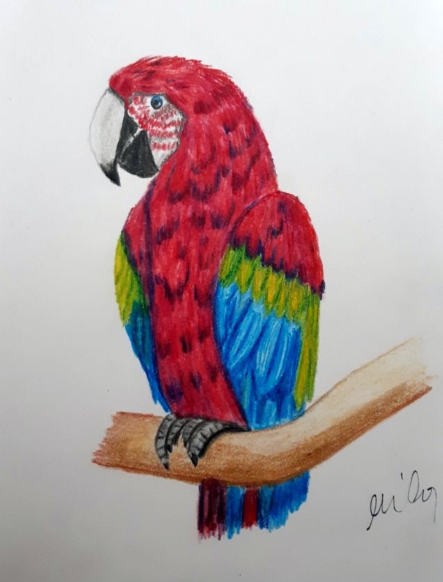 papagáj színes akvarellceruzás online tanfolyam