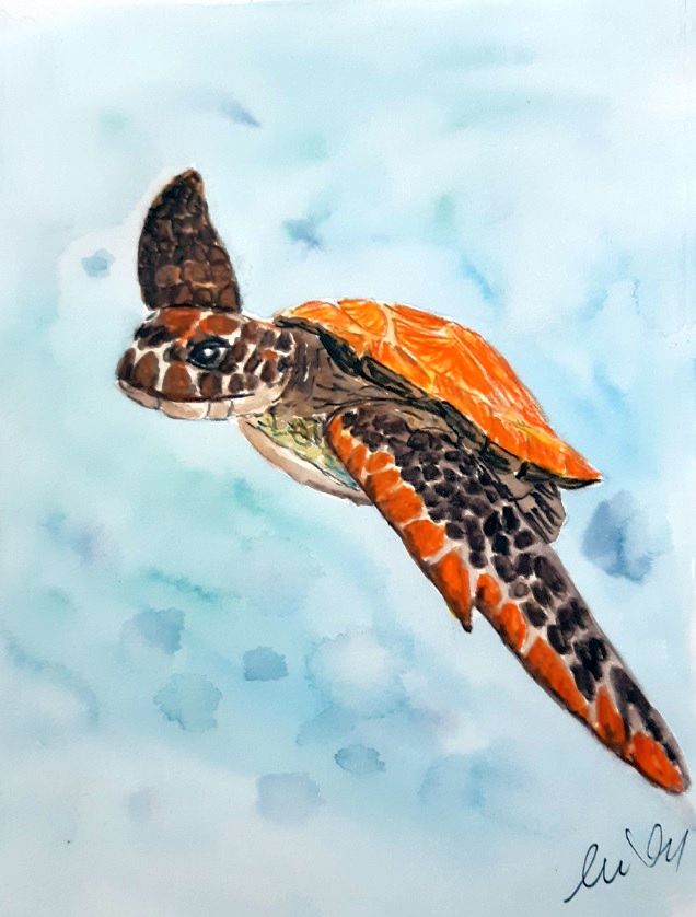 Színes akvarellceruzás tanfolyami anyag - teknős
